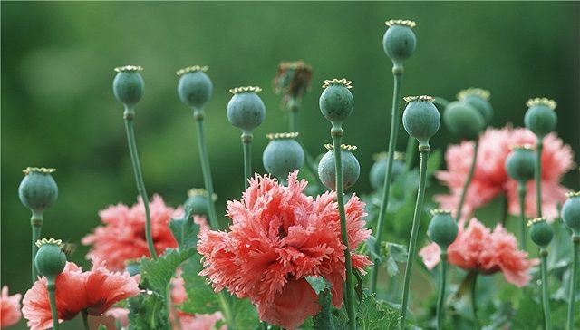 河南滑县政府大院种植多株罂粟花 4名相关负责