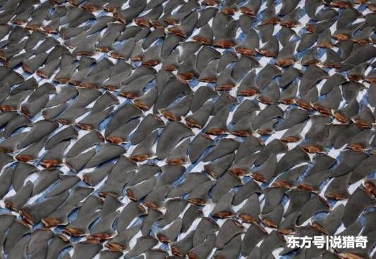 小伙看到别人屋顶黑压压一片,走近一看,吓得心猛地一紧