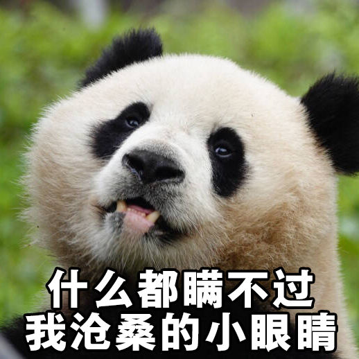 无水印大熊猫表情包 什么都瞒不过我沧桑的小
