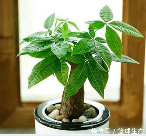 风水学中家中养什么植物会让你财运滚滚