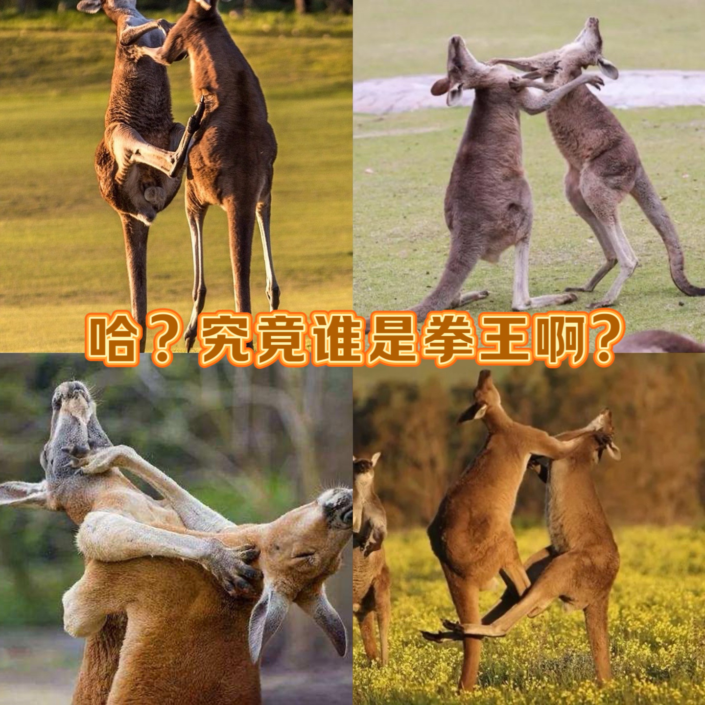 笑不活了,在北京野生动物园偶遇袋鼠打架,搞笑程度100% 笑不活了,在北京野生动物园偶遇袋鼠打架,搞笑程度100%