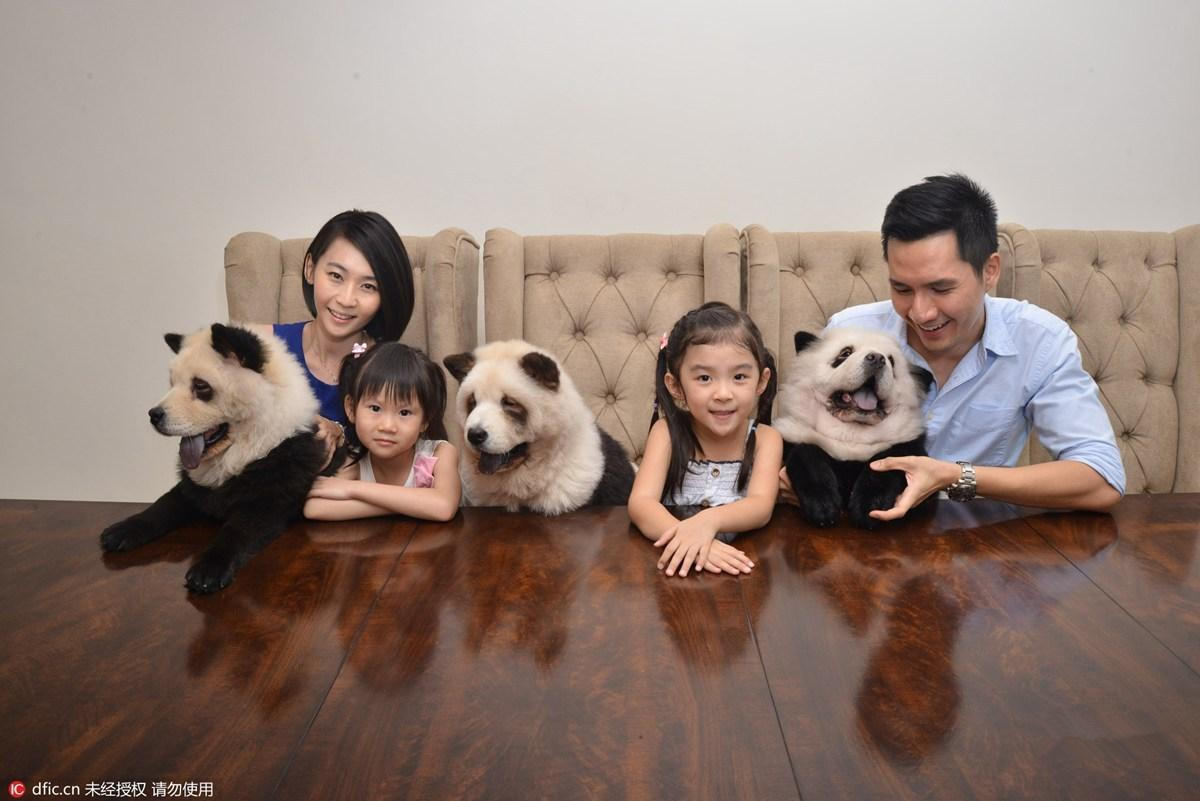 现在，这三只酷似大熊猫的狗狗已经成为“网红”。