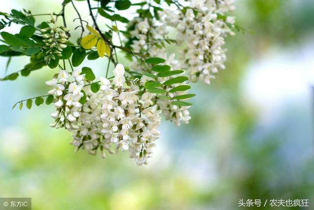 农村院子种什么树好?种这些树不仅漂亮还风水