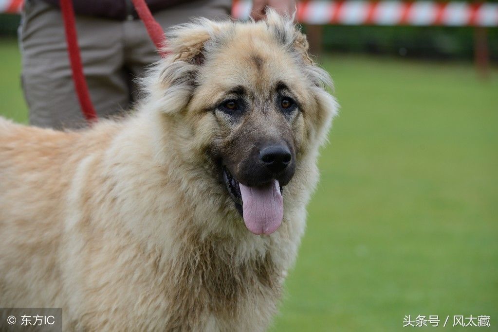 高加索这样的猛犬让人怎能不爱