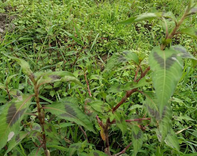 农村田间一种野草叫酸模叶蓼,晕车用它来止呕,非常管用