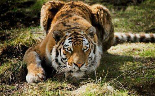 十大攻击力最强动物排行榜, 小心这些最具攻击