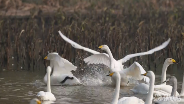 绝美!2000多只野生大天鹅抵达黄河湿地越冬 绝美!2000多只野生大天鹅抵达黄河湿地越冬
