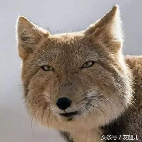 趣科普|藏狐自带表情包,生存技能开挂