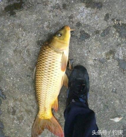 鱼适宜生存的温度,冬天你只会钓鲫鱼