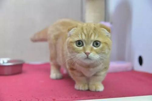 韩国U23轻取伊朗进8强,国足今日将战沙特