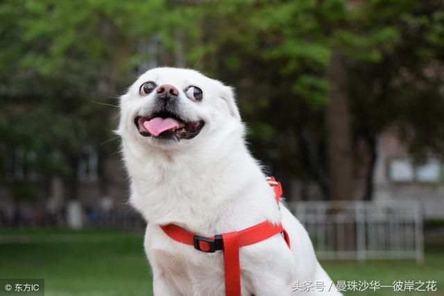 不是不爱狗的人不善良,但爱狗的人基本都很善良