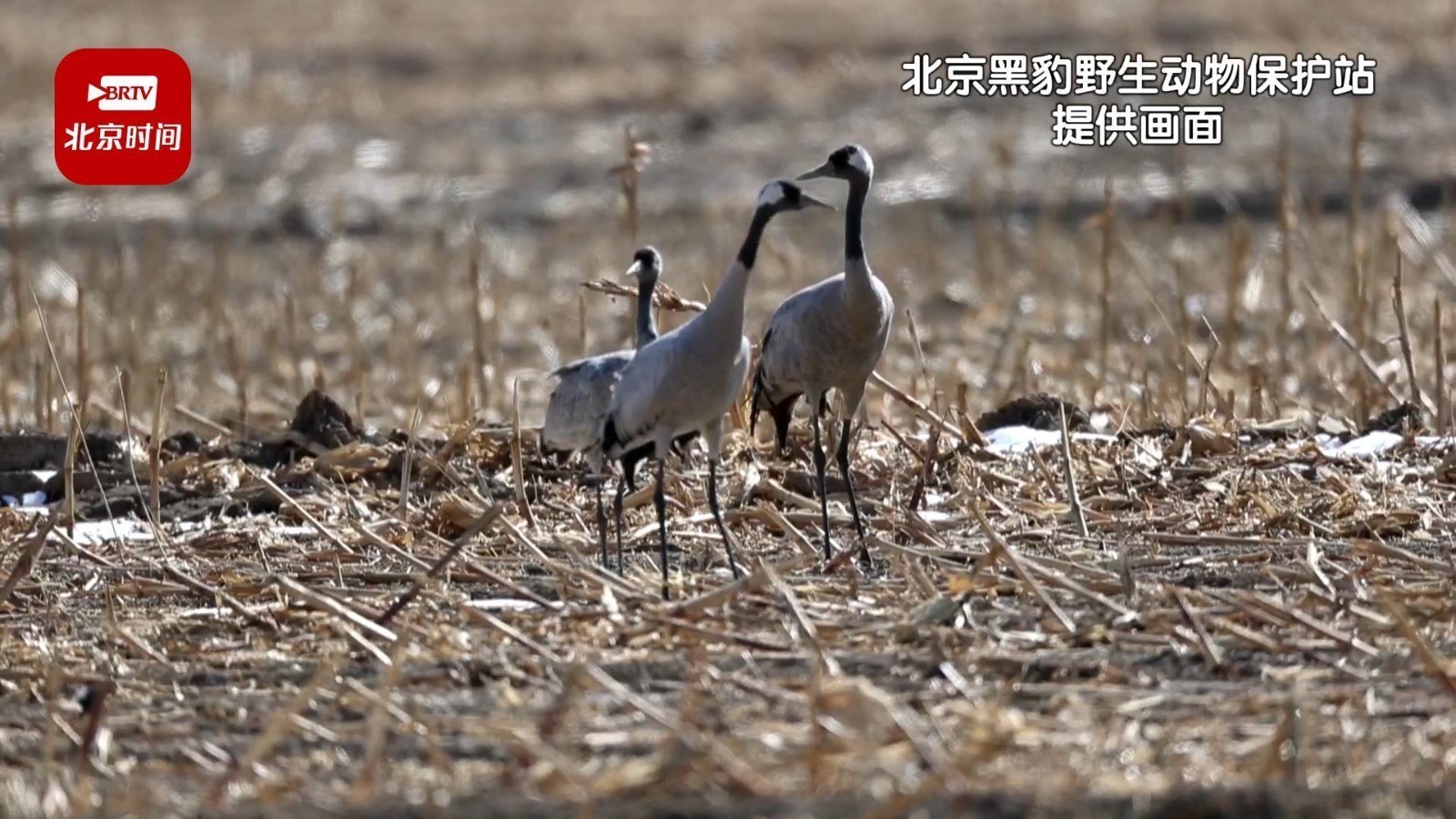 候鸟迁徙高峰正式到来！官厅水库一天监测到1.8万只候鸟
