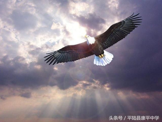 依依惜别情,拳拳感恩心平陆康平中学2018届高