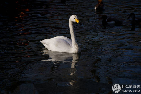 索尼A7M3画质与对焦性能测试