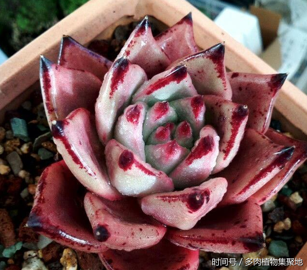 花盆里扔点坚果壳,排水性提高10倍,养多肉植物