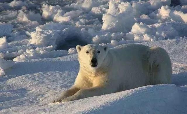 丹麦国土面积狭小,但为什么能够占领世界第一