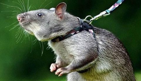 作为经过训练的专业排雷鼠,它们也发挥着自己的