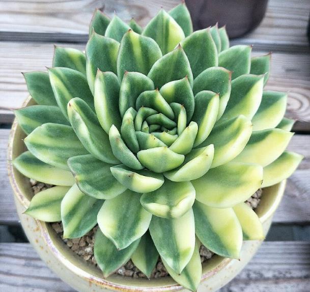 想让多肉植物生根快,土壤里加上这个,不用担心