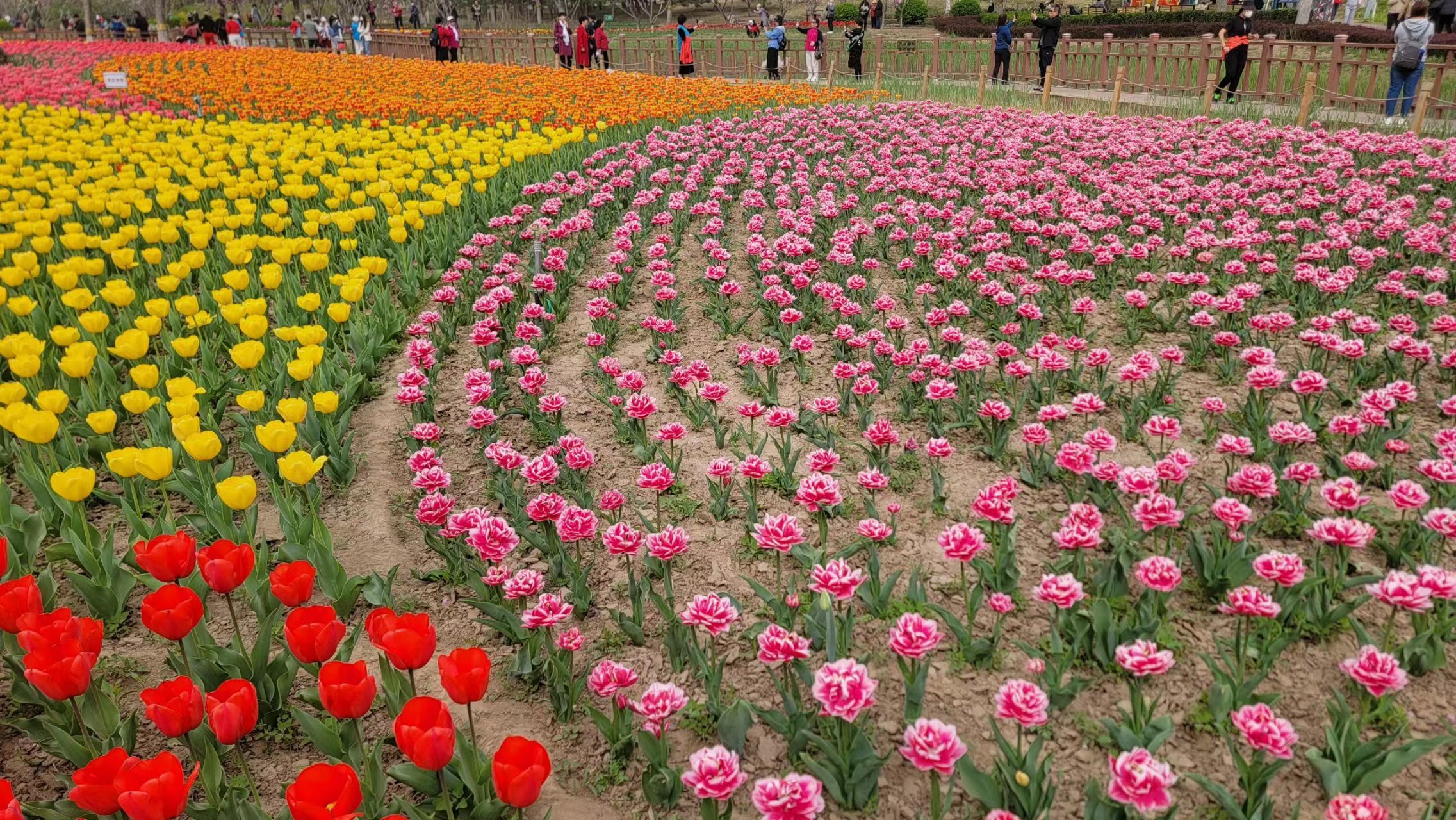 这个地方有10万株郁金香! 这个地方有10万株郁金香!