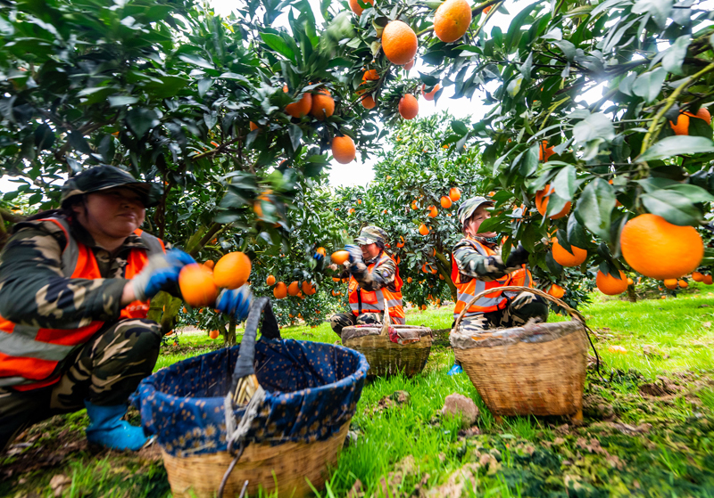 湖北宜昌:采果服务队活跃山乡助增收