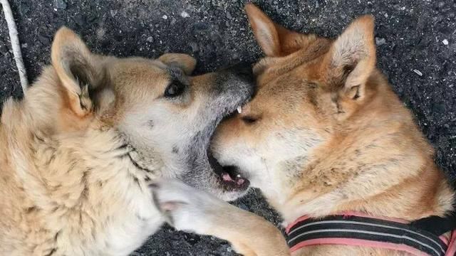 见过狗打架,没见过这样激烈的!狗狗你们真的不疼么!