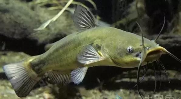 食材课堂:你吃的清江鱼,到底是不是鲶鱼?