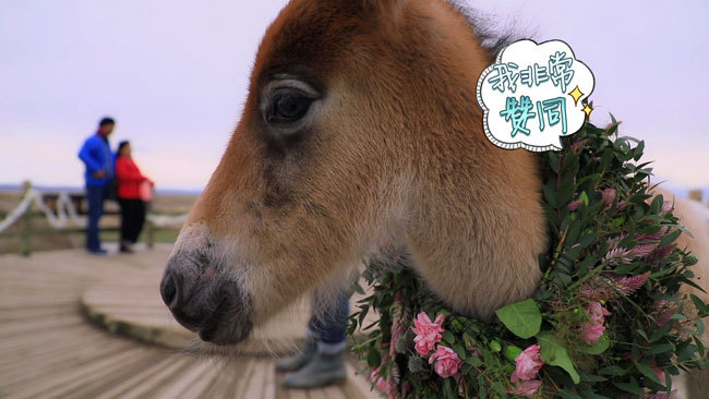 《我们结婚吧》小夫妻重回生死地寻恩人 童星