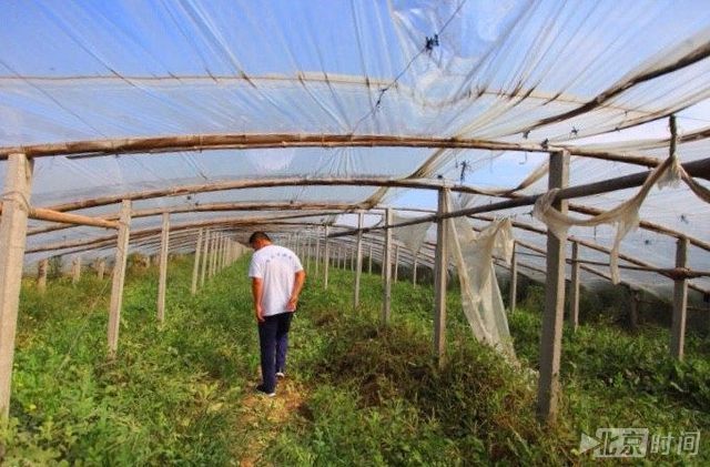 农民土豪金西瓜赚60万 瓜籽7元一粒