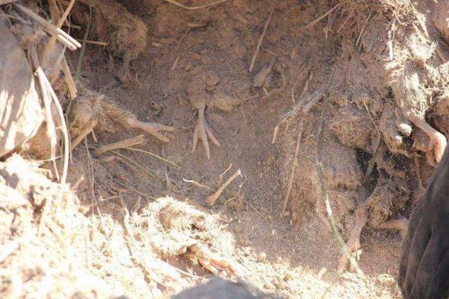 10万只小鸡货车翻车, 竟开来推土机把小鸡活埋!-北京时间