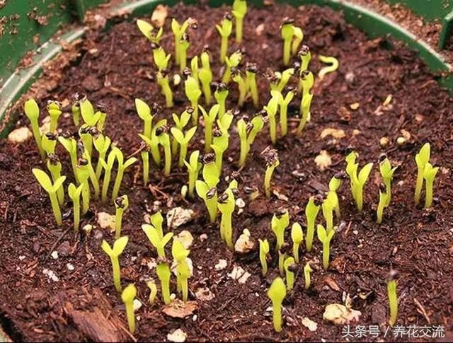 火龙果的籽养成可爱的小盆栽,长满一盆翠绿的