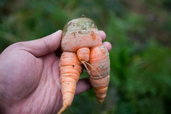 图片来自锐图一看就知道是跟不正经的胡萝卜!