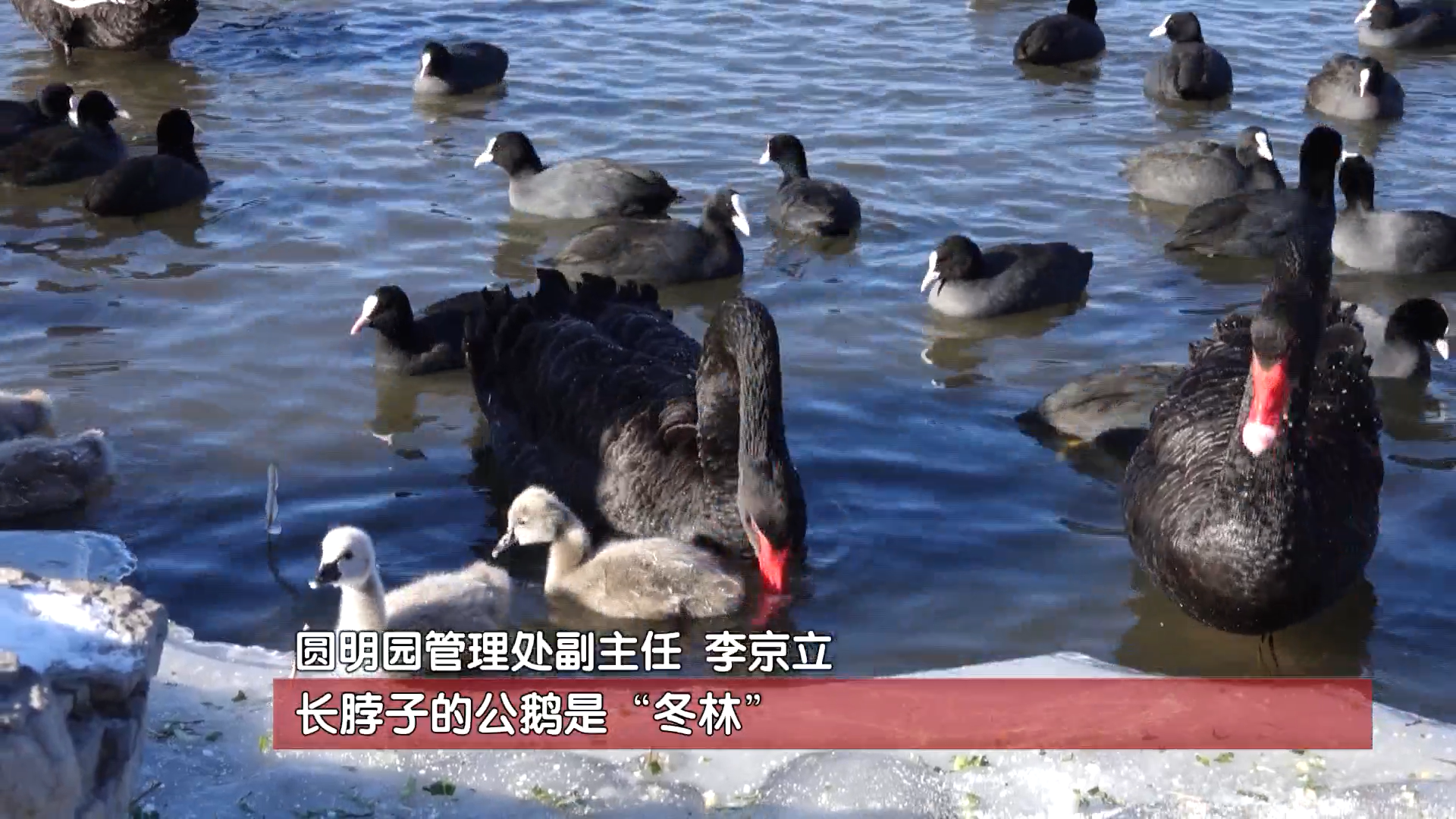 圆明园黑天鹅一家落户新家!天鹅宝宝在得胜概水域健康成长 圆明园黑天鹅一家落户新家!天鹅宝宝在得胜概水域健康成长
