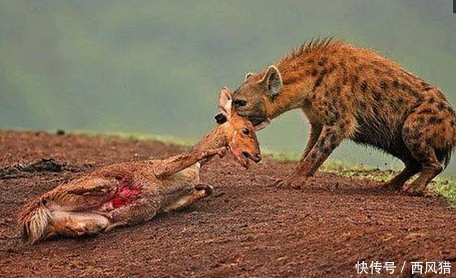 鬣狗单杀对手一招撂倒对方,一招走遍天下,看下那些年猎杀的动物