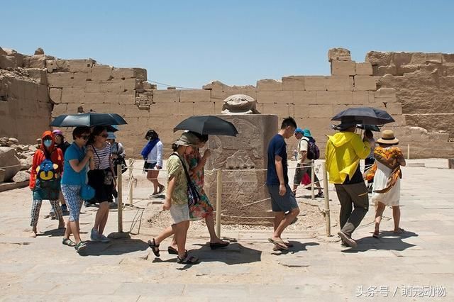 农场粪便异常堆高,屎壳郎不推粪球了?屎壳郎: