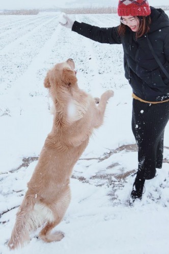 网友带金毛出去玩儿雪,金毛把网友给扑倒后它转身跑了!