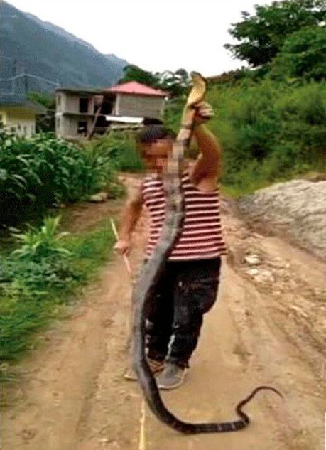 云南一村民捕杀眼镜王蛇煮了吃 被森林公安抓获立案 云南一村民捕杀眼镜王蛇煮了吃 被森林公安抓获立案