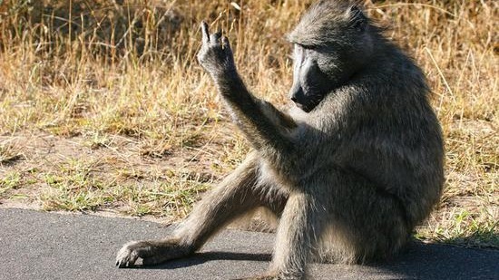 搞笑 不满被跟拍猩猩竖中指“怼”摄影师(图) 搞笑 不满被跟拍猩猩竖中指“怼”摄影师(图)