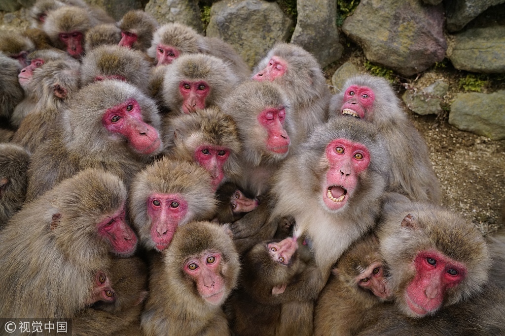 2018年10月31日讯，几十只红脸雪猴抱团取暖，与严寒作斗争。虽然拥挤到几乎没有活动的空间，画面看起来却非常暖心有爱。这些照片是39岁的野生动物摄影师Kei Nomiyama在日本濑户内海的香川县小豆岛拍摄的，那里的温度可以降到零度以下。