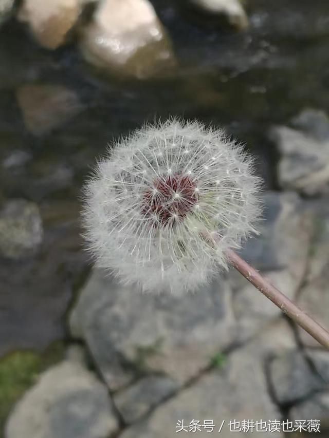 洛阳生活:一次失败的哈罗电动车用车体验,为停