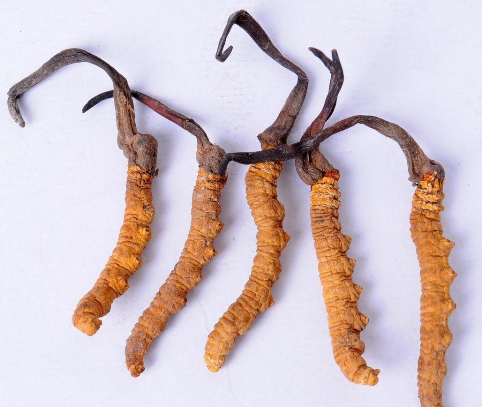 中医防癌有没有希望?先看看这十大抗癌中药再