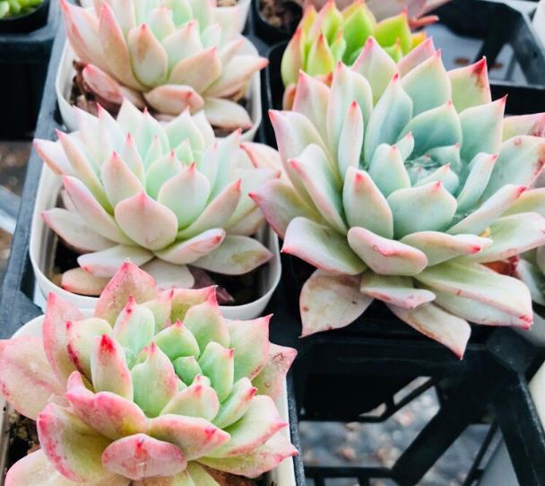 养多肉植物掺点这种石头 一周爆盆 叶片圆润漂亮 雪花新闻