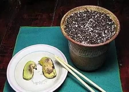 芒果树种子发芽技巧,一周就发芽了!