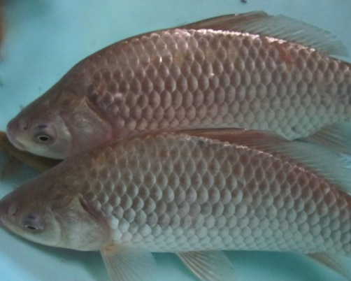 冰箱里冻的死鱼能吃吗?