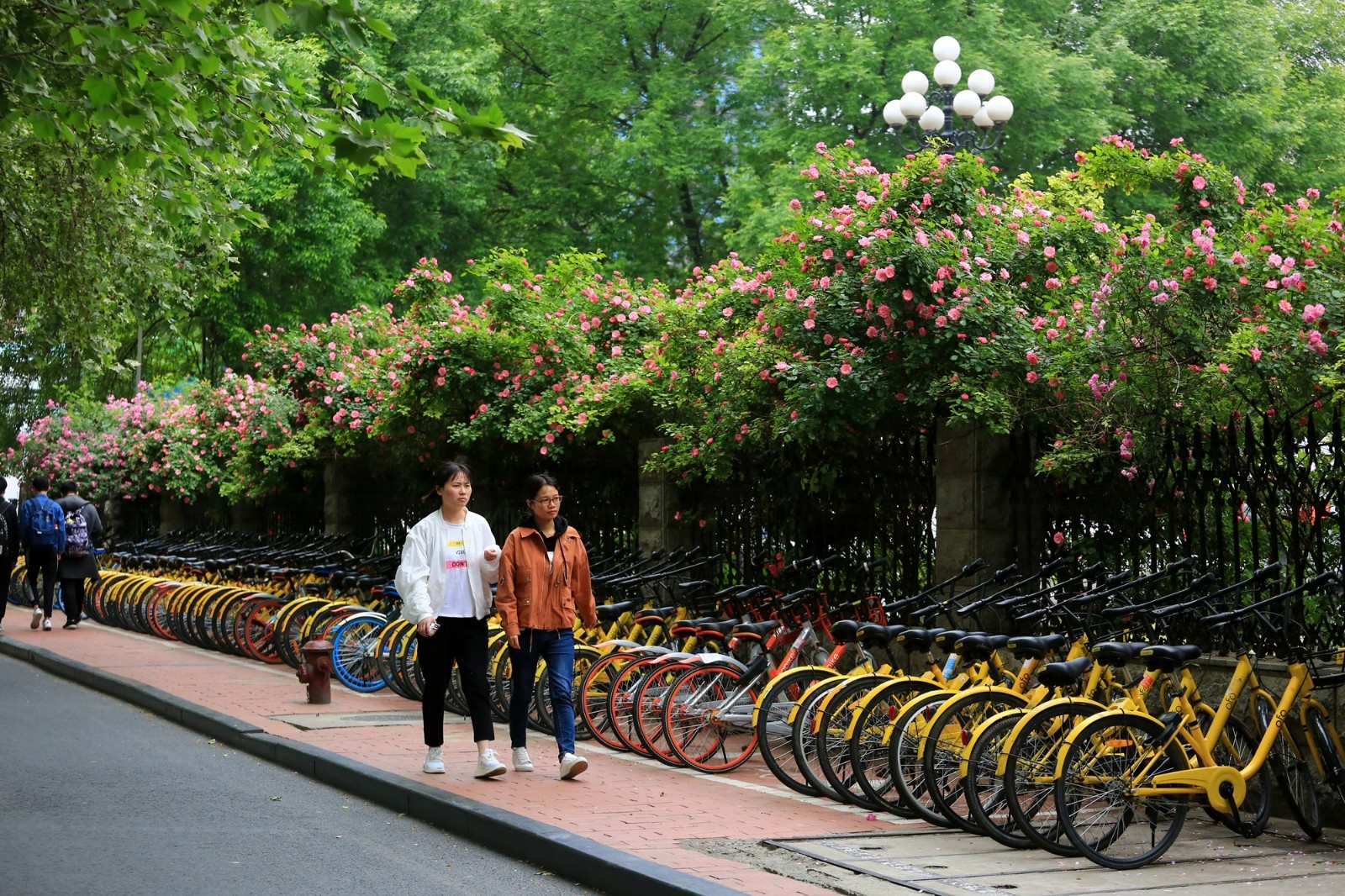 郑州街头蔷薇花开 花墙下共享单车是城市一道