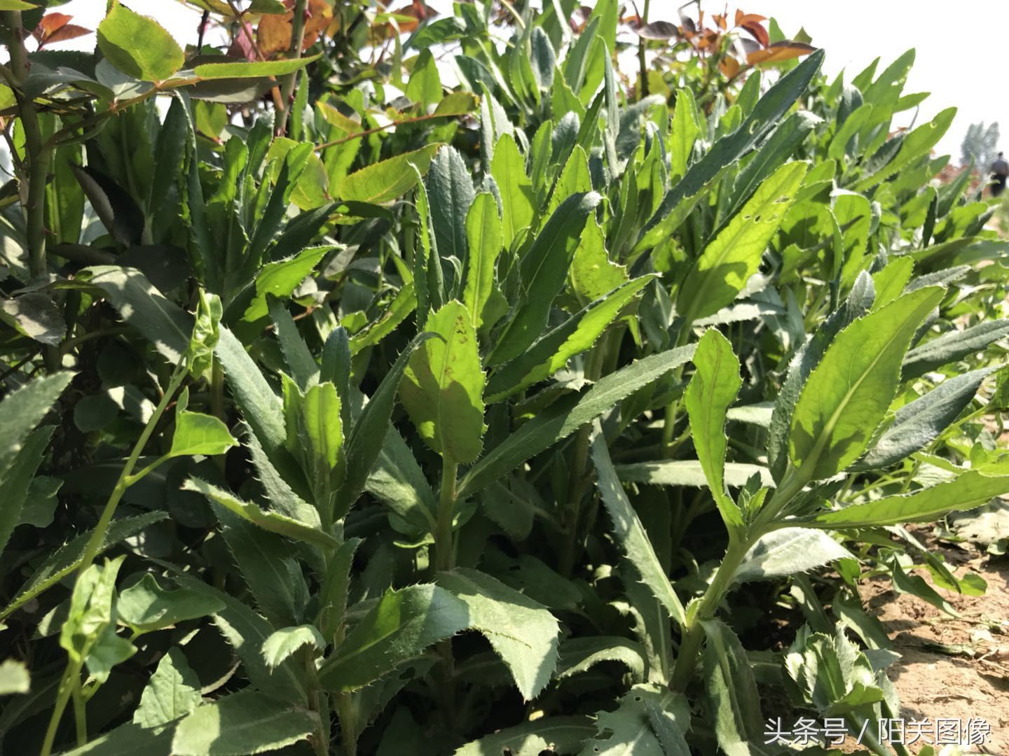 这9种常见的田间野草,土生土长的农村人,却不