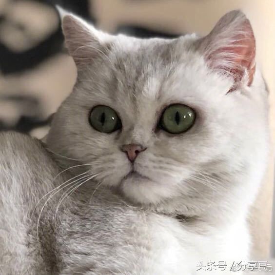 崔永元老师家的猫安娜爆料成网红,背后的含义