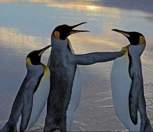 看了笑的你抽筋的搞笑动物动态图 骑摩托开车