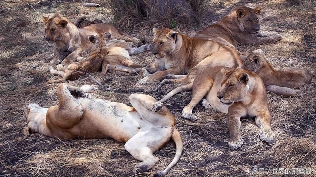 横行非洲大草原的鬣狗,除了狮子之外,它还有天