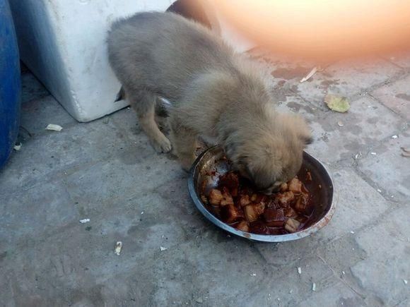 网友抱怨土狗太挑食,连肉不愿意吃,网友看完忍不住苦笑:自作孽