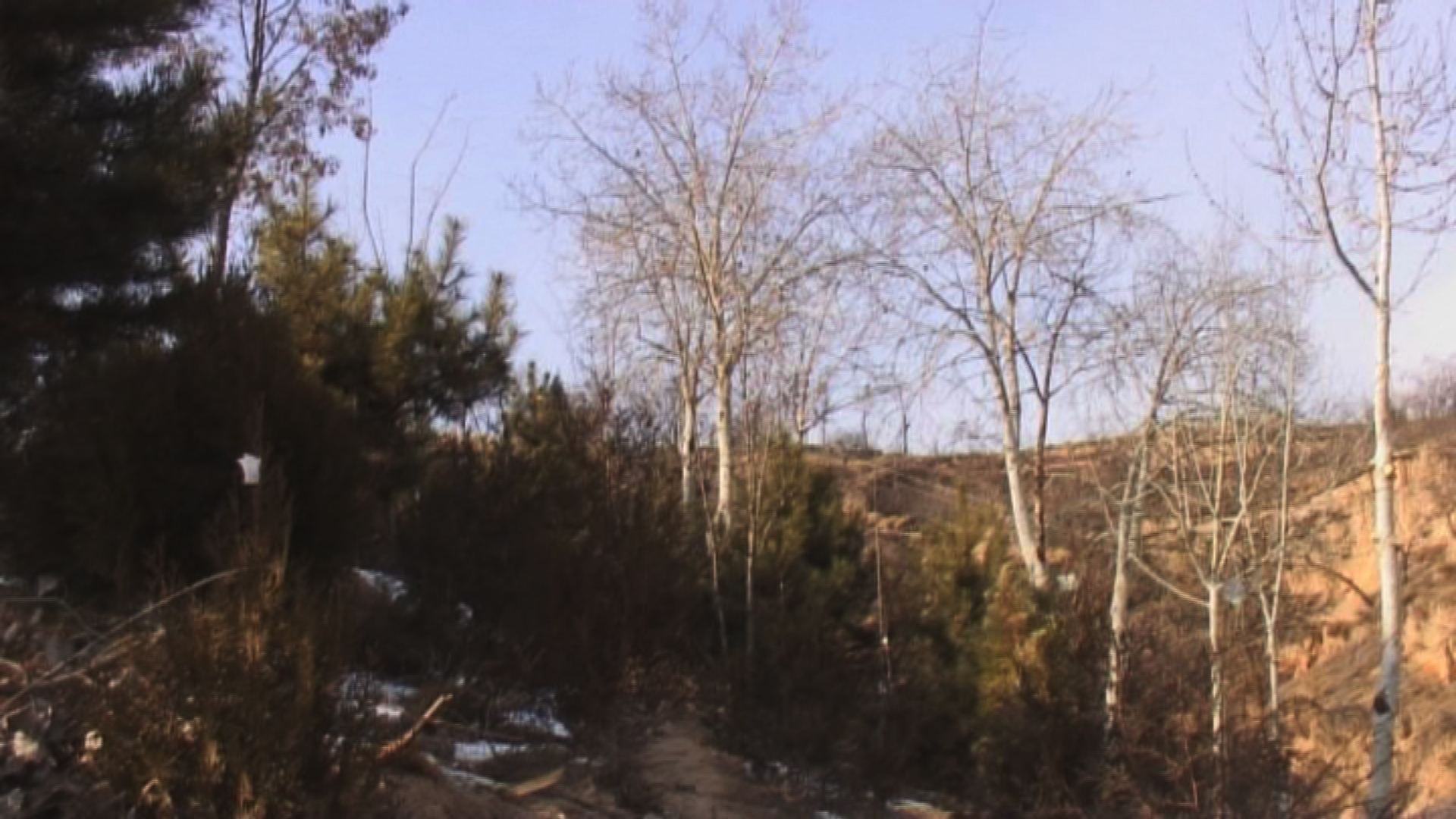 山西临县:为圆绿色梦 默默种树人